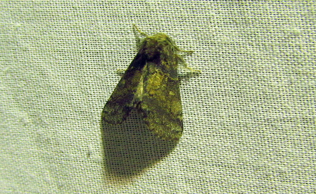 Gluphisia crenata - kormos púposszövő