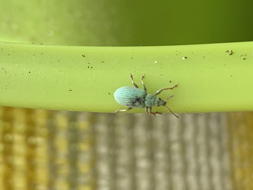 Curculionidae - ormányosbogár-félék