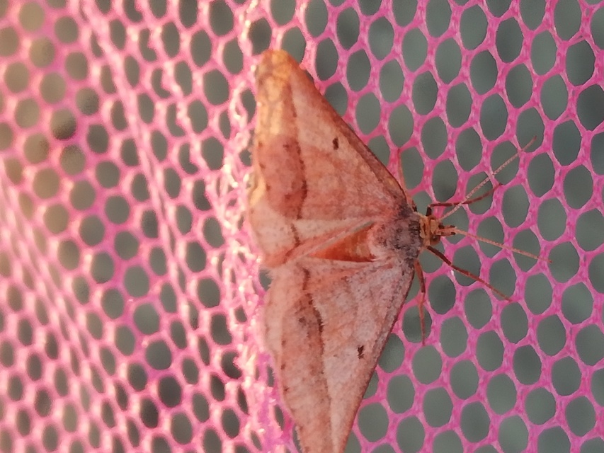 Tephrina arenacearia - lucerna-araszoló
