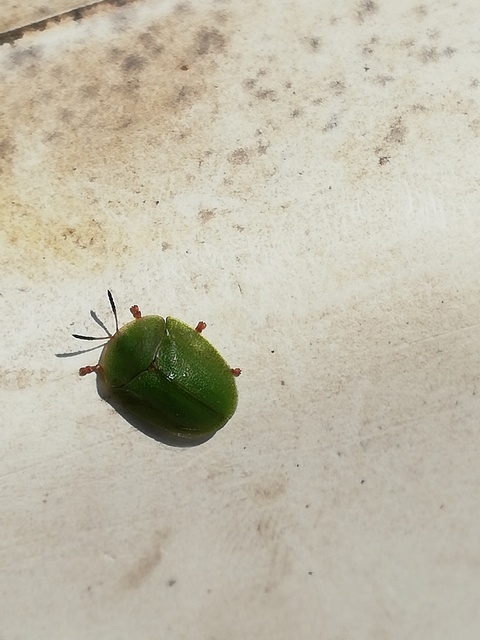 Cassida viridis - zöld pajzsbogár Cassida viridis - zöld pajzsbogár