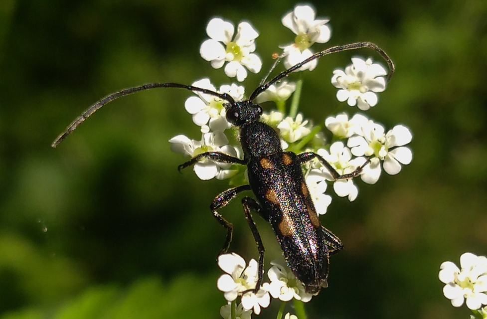 Anoplodera sexguttata - foltos virágcincér