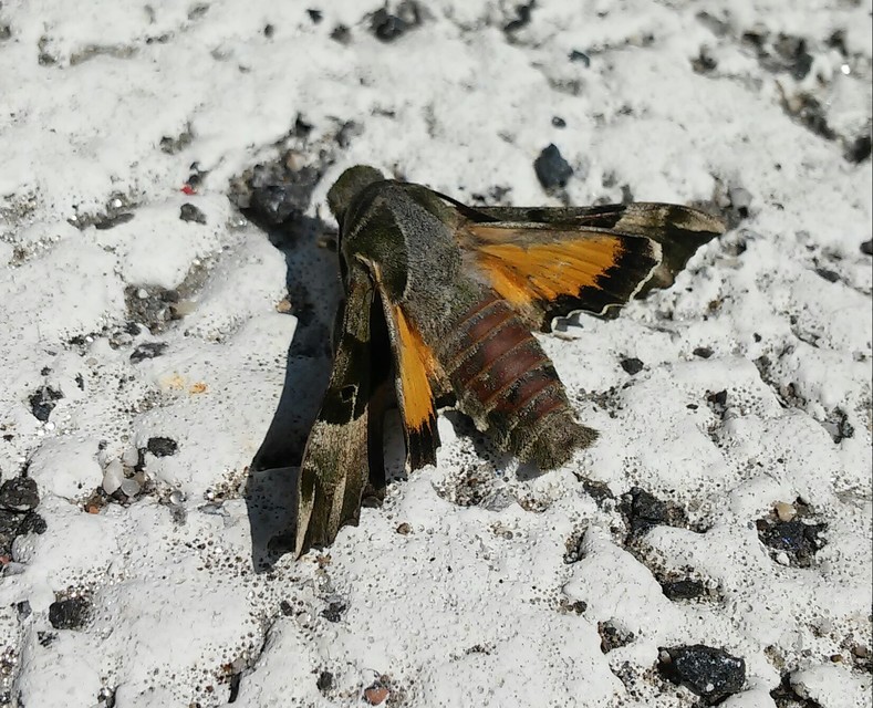 Proserpinus proserpina - törpeszender
