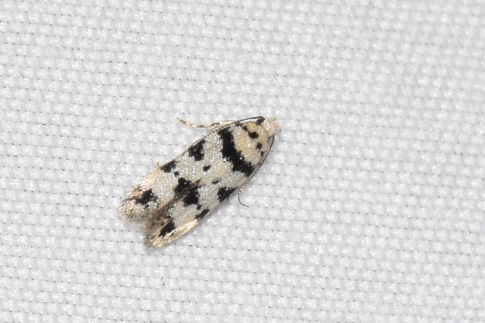 Pseudotelphusa scalella - moharágó sarlósmoly