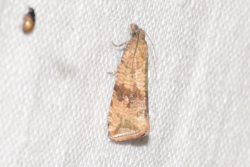Celypha striana - pitypangfúró tükrösmoly