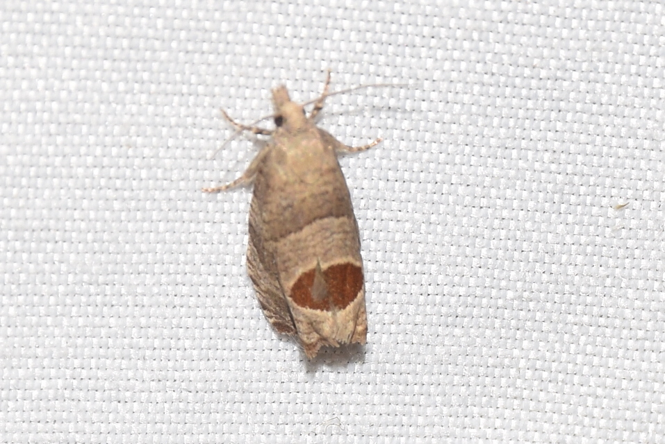 Notocelia uddmanniana - málnasodró tükrösmoly