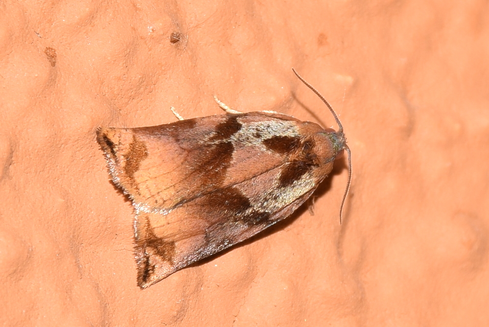 Archips podana - dudvarágó sodrómoly