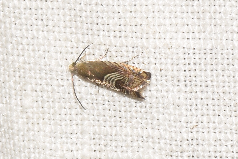 Grapholita delineana - kis kendermoly
