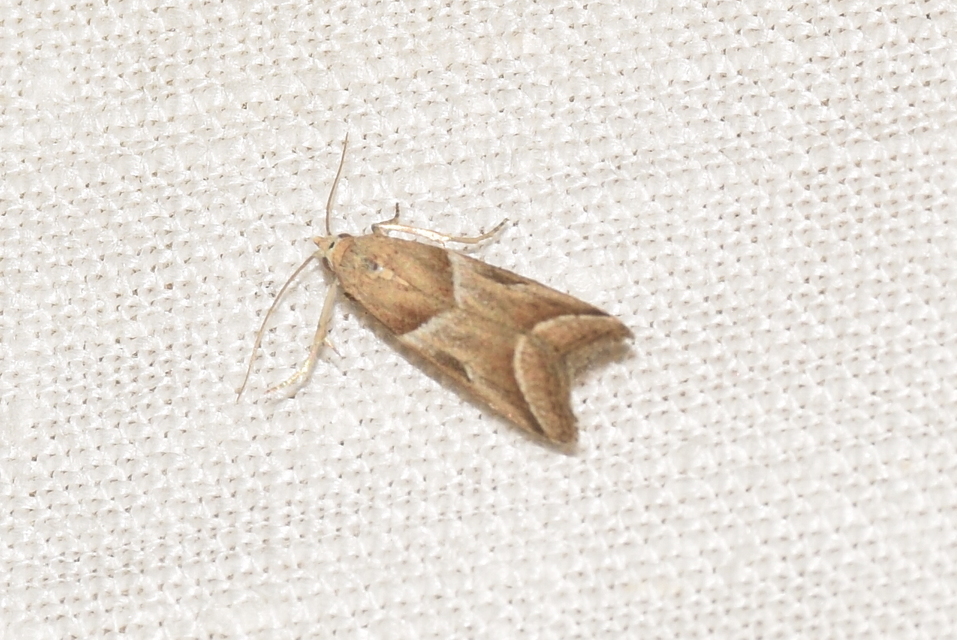 Nyctegretis lineana - agátszínű karcsúmoly