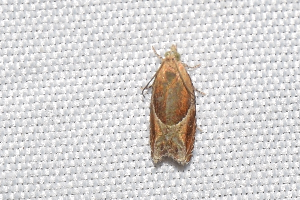 Ancylis obtusana - kutyabenge-horgasmoly
