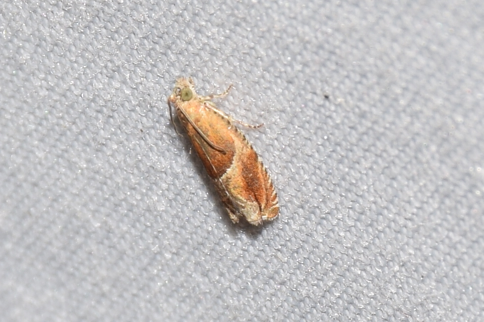 Ancylis obtusana - kutyabenge-horgasmoly