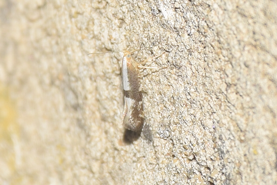 Argyresthia conjugella - berkenyevirág-aranymoly