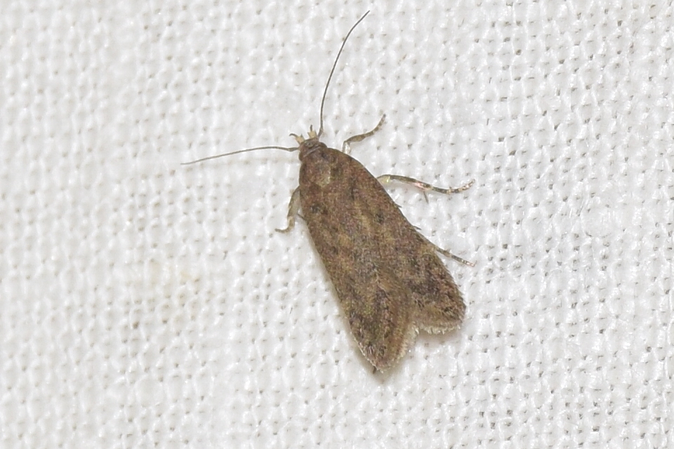 Bryotropha terrella - rézbarna mohamoly