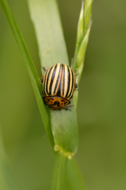 Leptinotarsa decemlineata - burgonyabogár