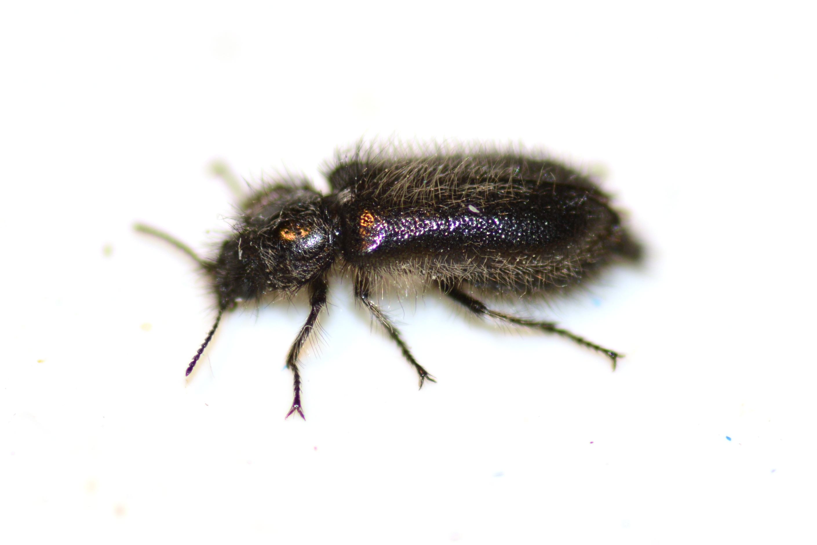 Enicopus pilosus - bundás karimásbogár
