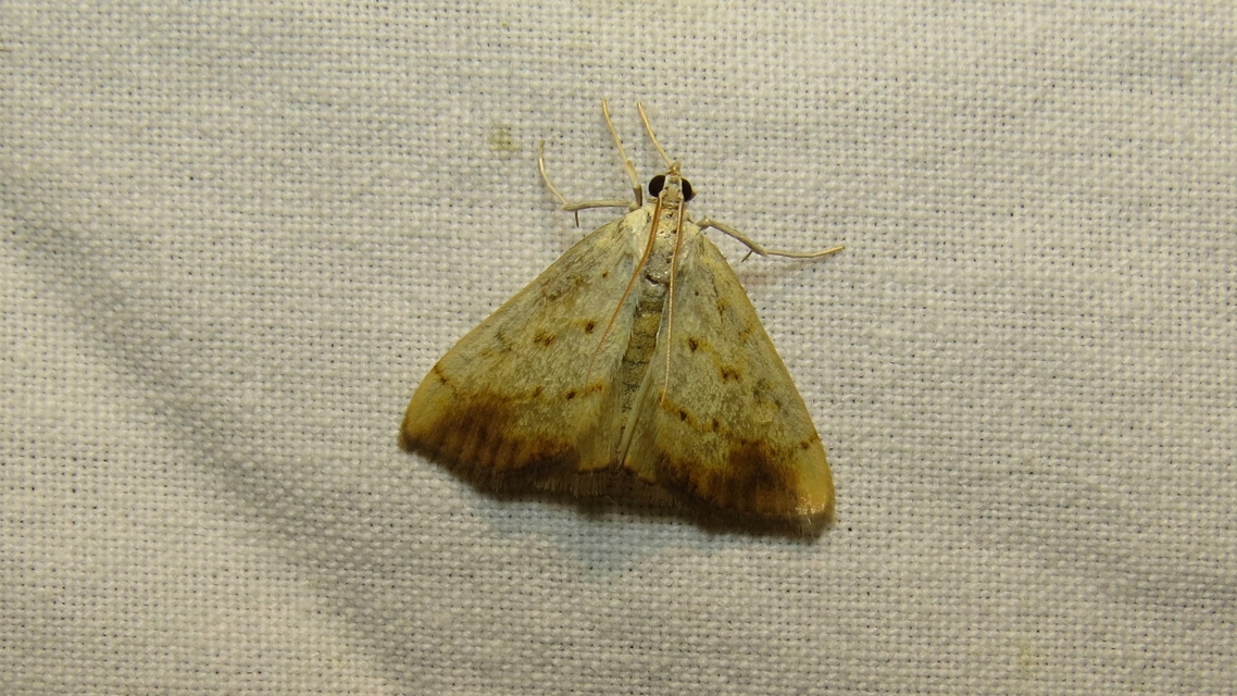 Evergestis extimalis - kerti dudvamoly