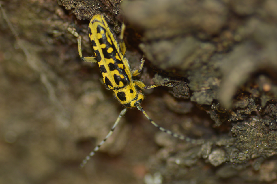 Saperda scalaris - létracincér
