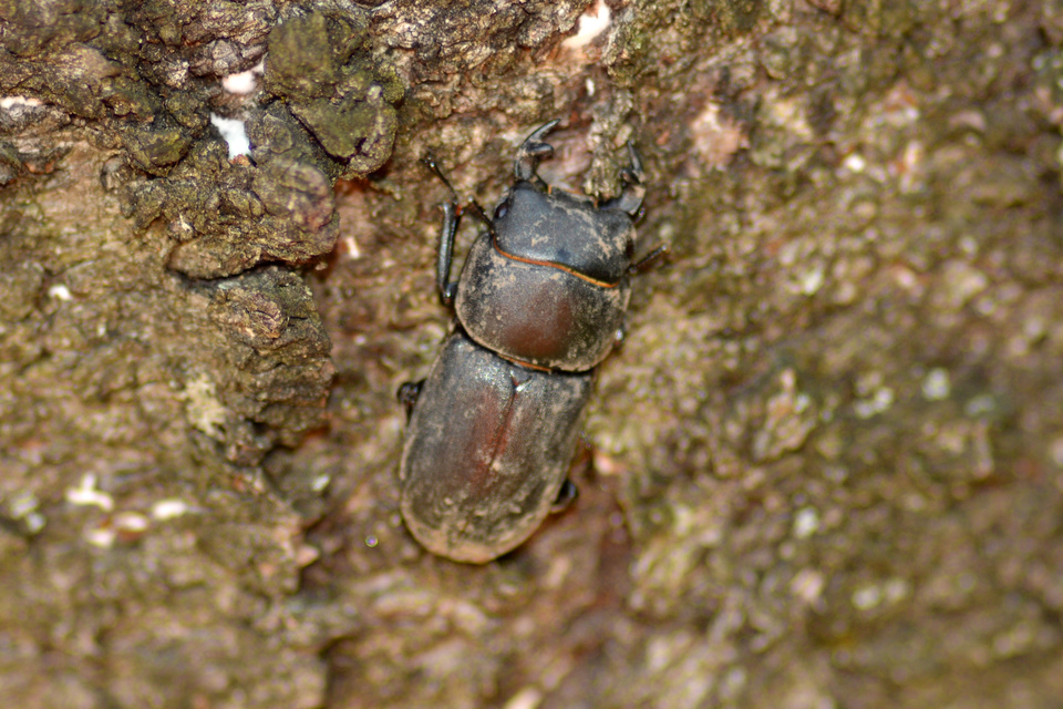 Dorcus parallelipipedus - kis szarvasbogár