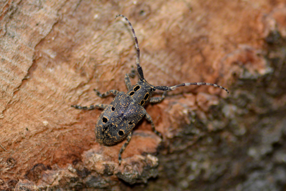 Mesosa curculionoides - szemfoltos cincér