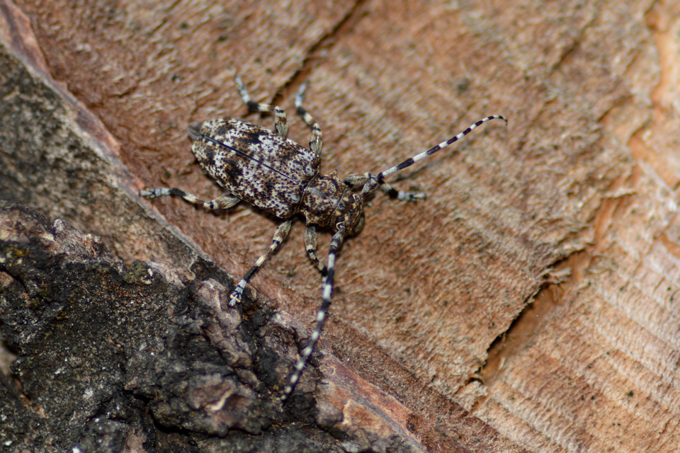 Aegomorphus clavipes - tarka cincér Aegomorphus clavipes - tarka cincér