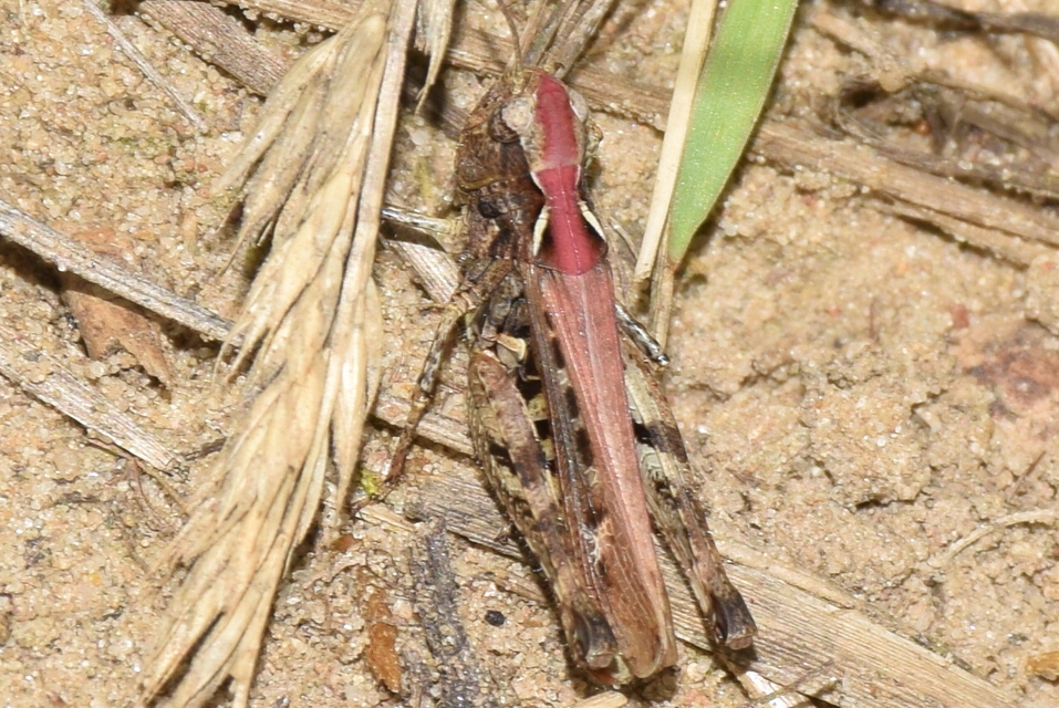 Myrmeleotettix maculatus - kis bunkóscsápúsáska