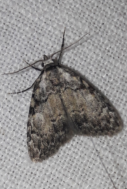 Meganola strigula - hamvas pamacsosszövő
