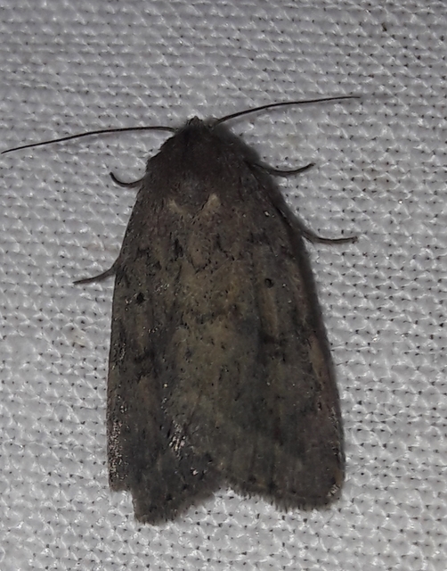 Athetis gluteosa - nyugtalan lápibagoly