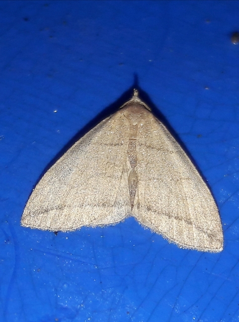 Herminia grisealis - ligeti karcsúbagoly