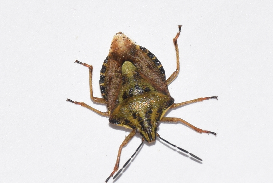 Carpocoris Carpocoris