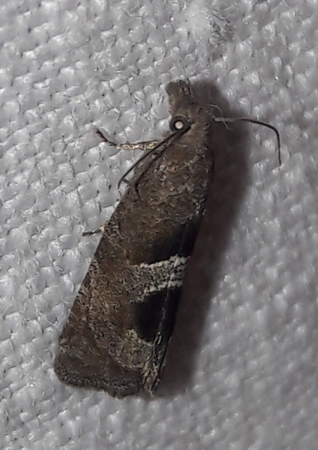 Epiblema junctana - turjáni tükrösmoly