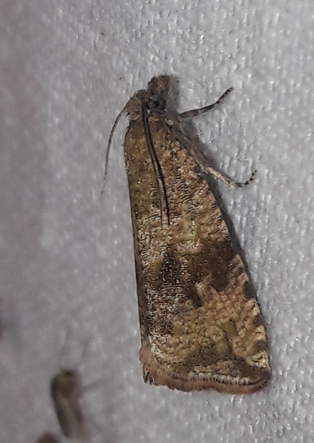 Celypha striana - pitypangfúró tükrösmoly