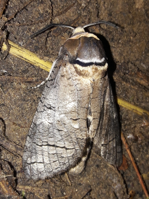 Cossus cossus - fűzfarontólepke
