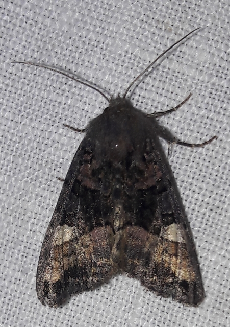 Euplexia lucipara - szeder-csipkésbagoly