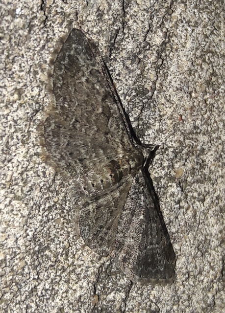 Pasiphila rectangulata - almavirág-araszoló