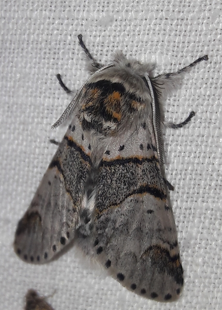 Furcula bifida - kis púposszövő