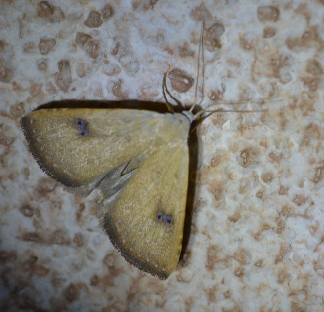 Rivula sericealis - selymes lórombagoly