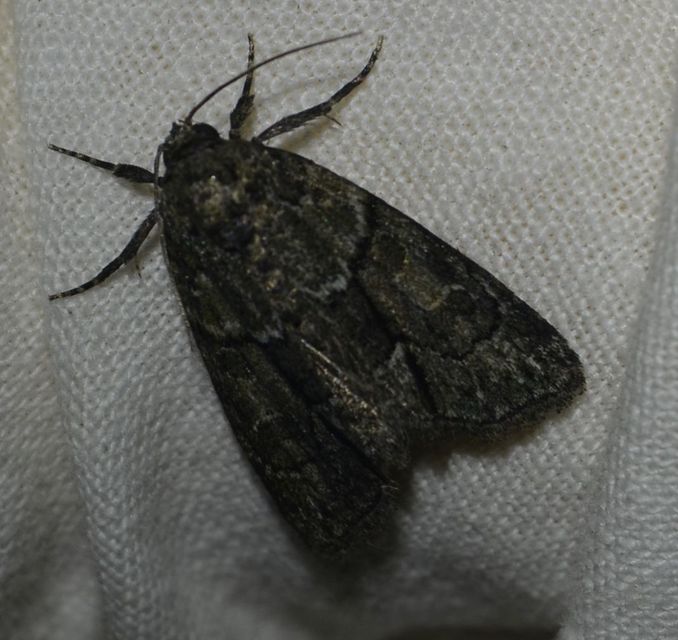 Cryphia fraudatricula - homoki zuzmóbagoly