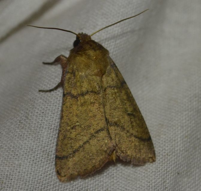 Mythimna turca - félholdas rétibagoly