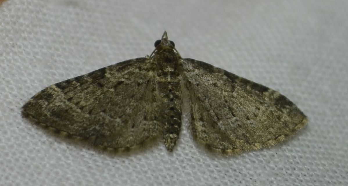 Pasiphila chloerata - hamvas törpearaszoló