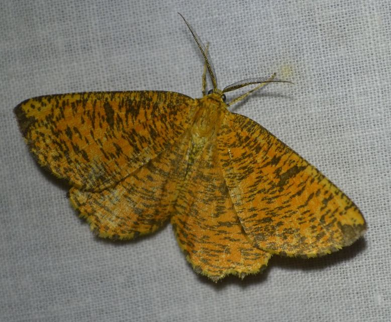 Angerona prunaria - sárga kökényaraszoló