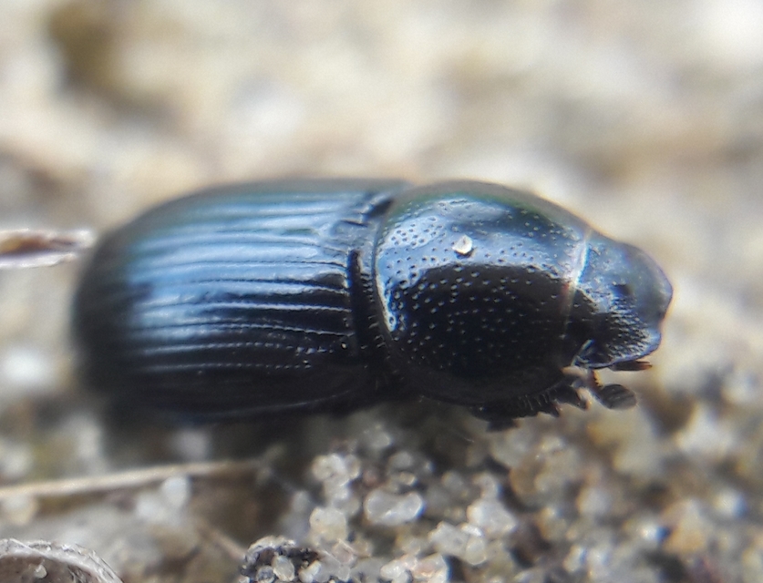 Aphodius varians - változékony trágyabogár