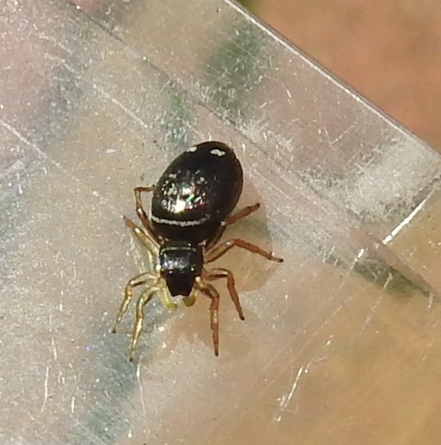 Heliophanus