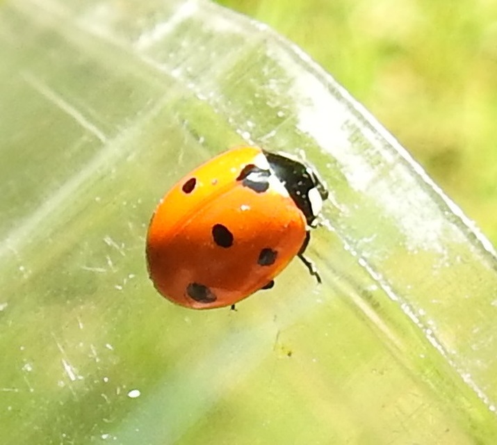 Coccinella septempunctata - hétpettyes katica