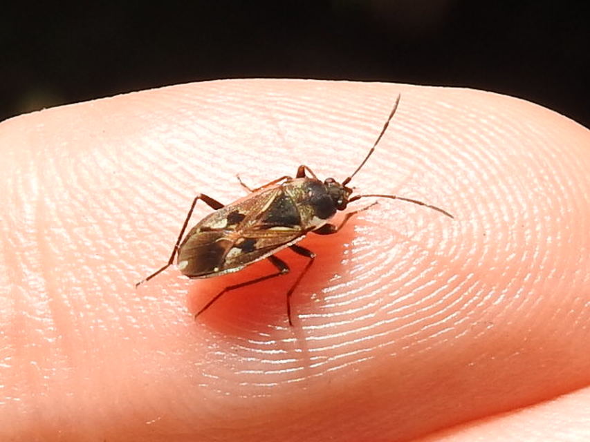 Rhyparochromus vulgaris - közönséges díszesbodobács