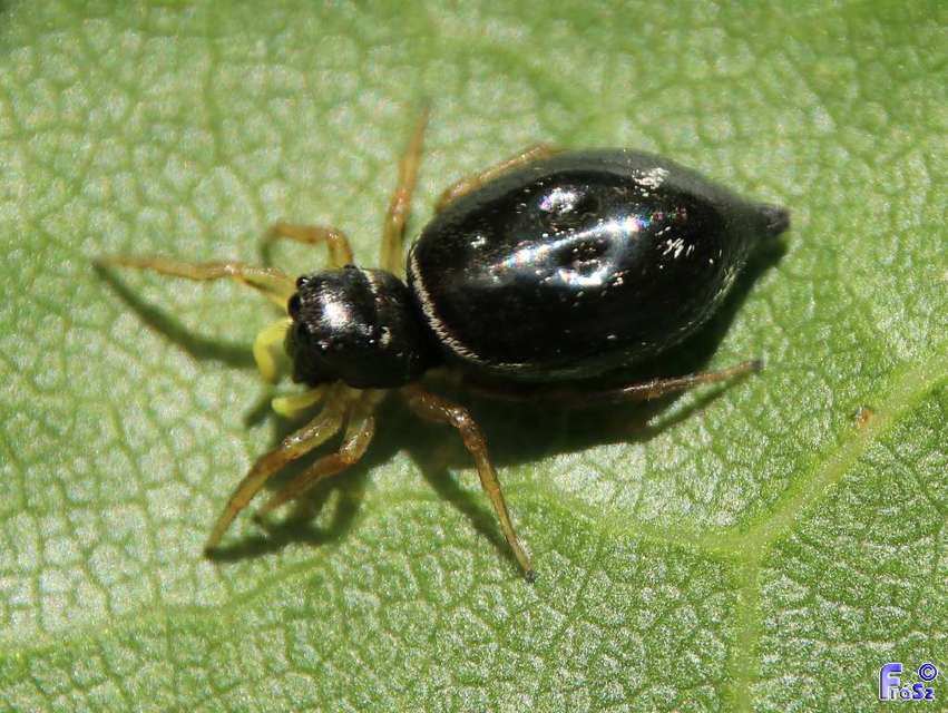 Heliophanus