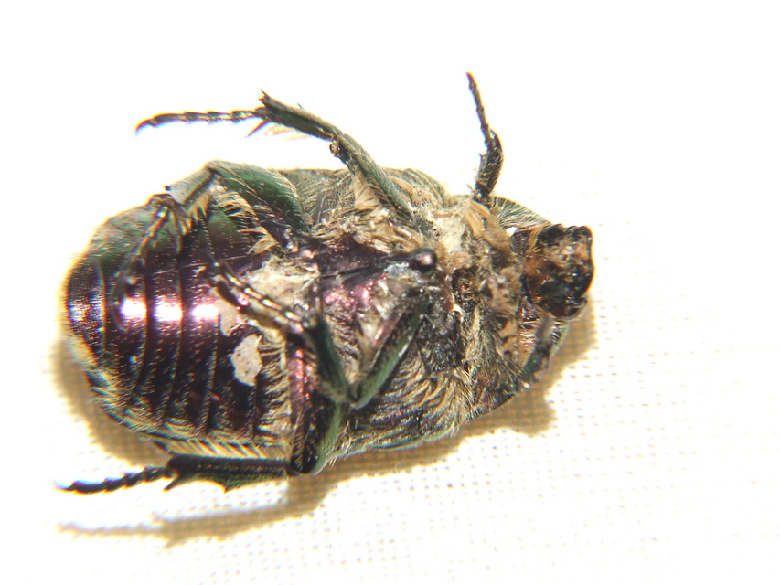 Cetonia aurata - aranyos virágbogár