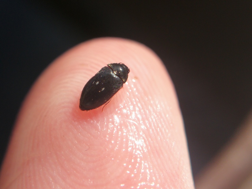 Attagenus pellio - közönséges szűcsbogár