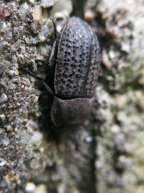 Opatrum sabulosum - sároshátú gyászbogár