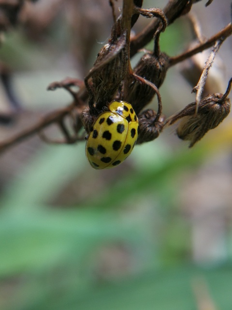 Psyllobora vigintiduopunctata - huszonkétpettyes katica