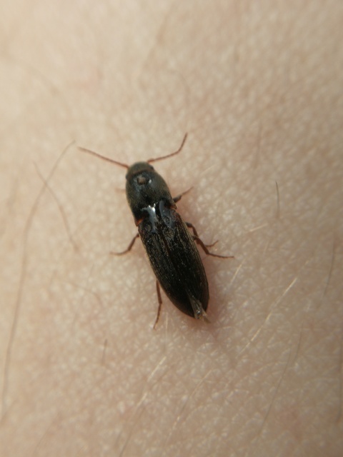 Agriotes sputator - réti pattanó