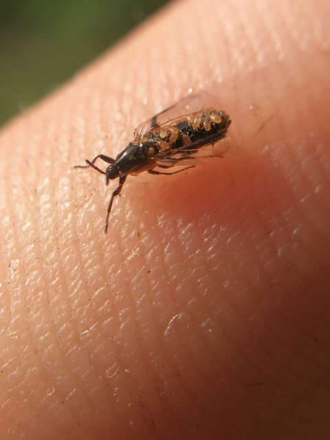 Scatopsidae - lapospotrohú muslicák